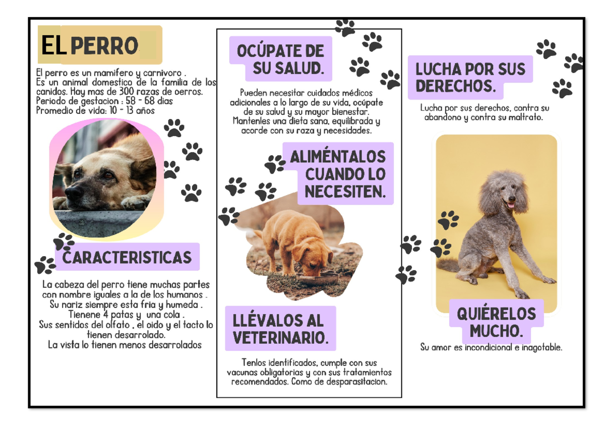Triptico Del Cuidado De Los Animales www.studocu.com