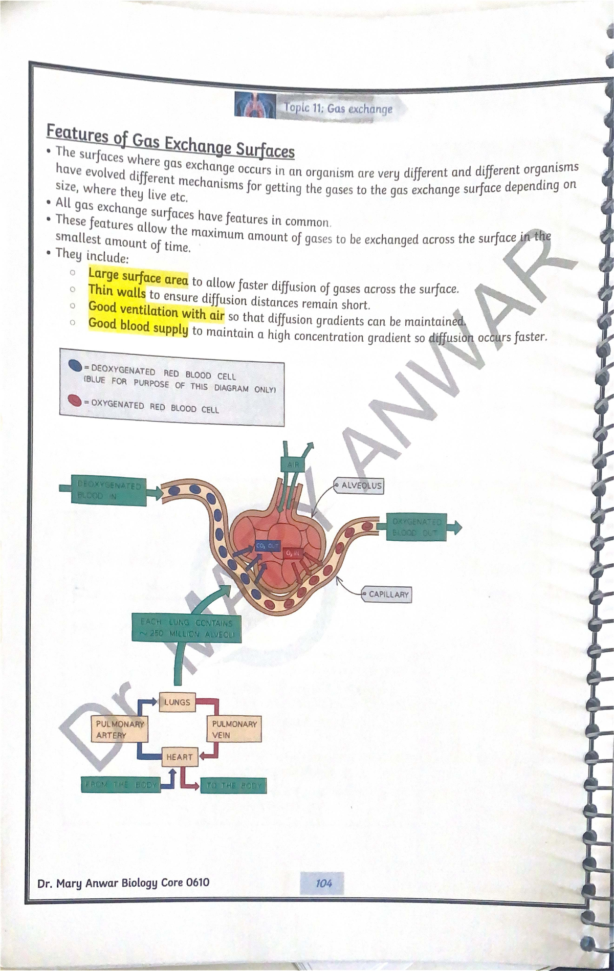 Biology Core 0610: Gas Exchange Overview - Studocu