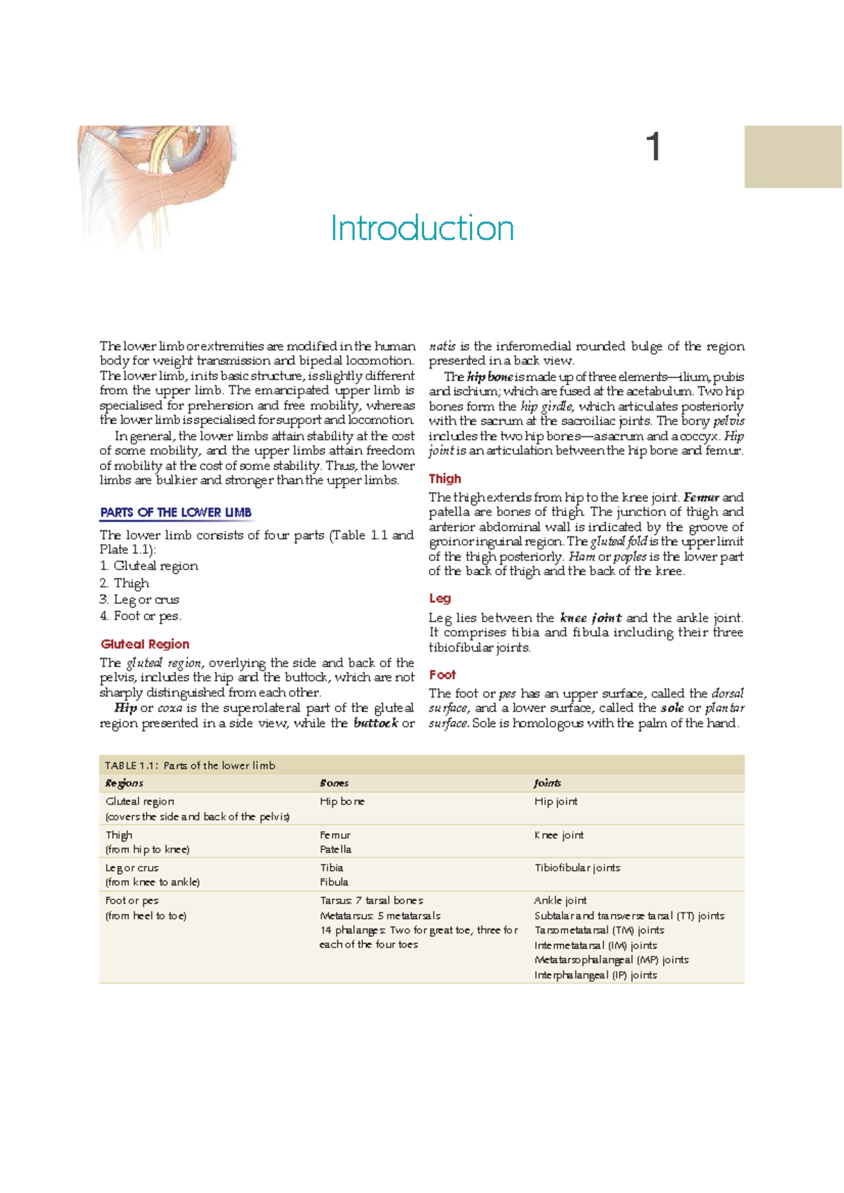 Lower Limb Anatomy Overview: AN14 - First Year Study Guide - Studocu