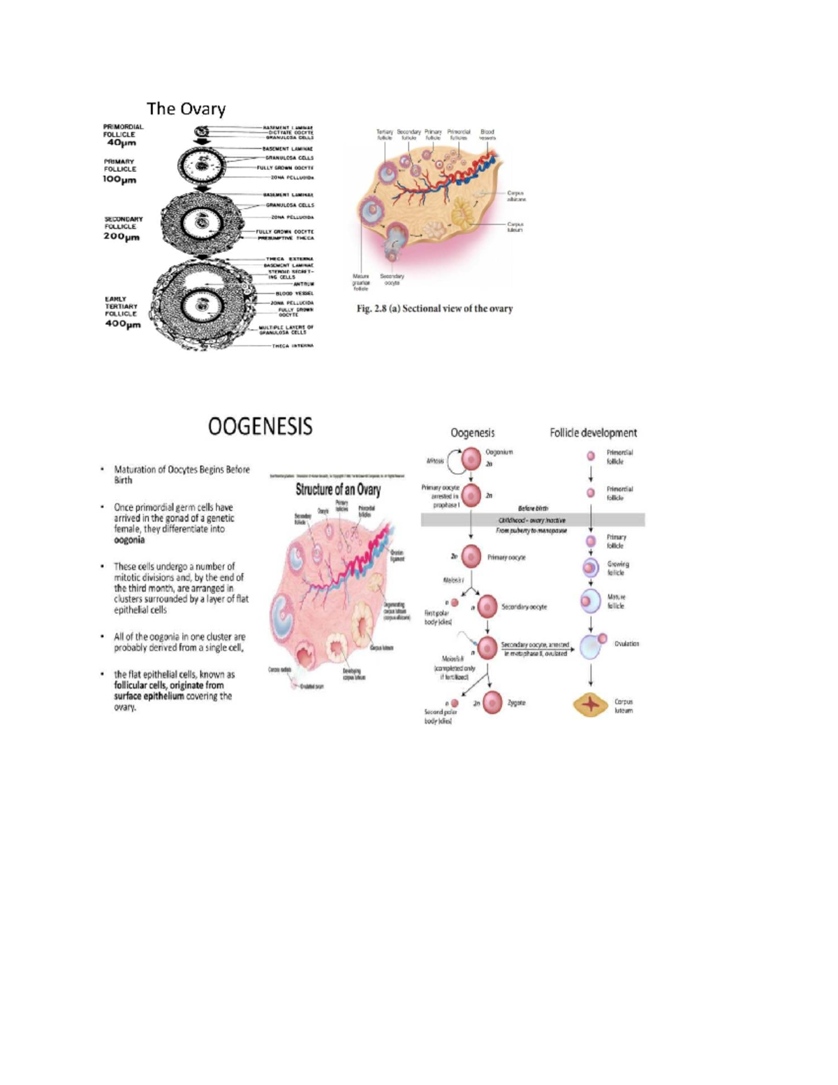 Ovary Structure and Follicle Development: Oogenesis Overview (BIO 101 ...