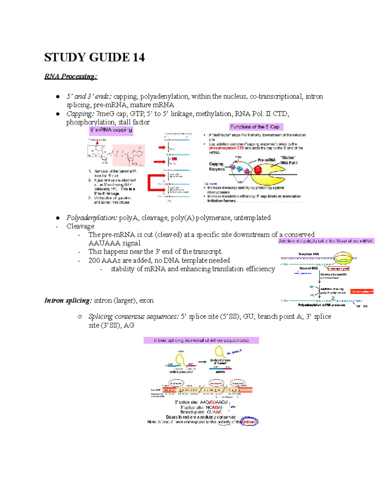 RNA Processing Study Guide: BIO 2960 Unit 3 Exam Prep Notes - Studocu
