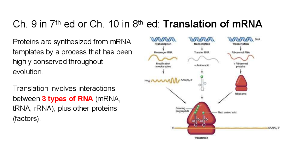 Ch. 9 Translation of mRNA - Lecture Notes - Studocu