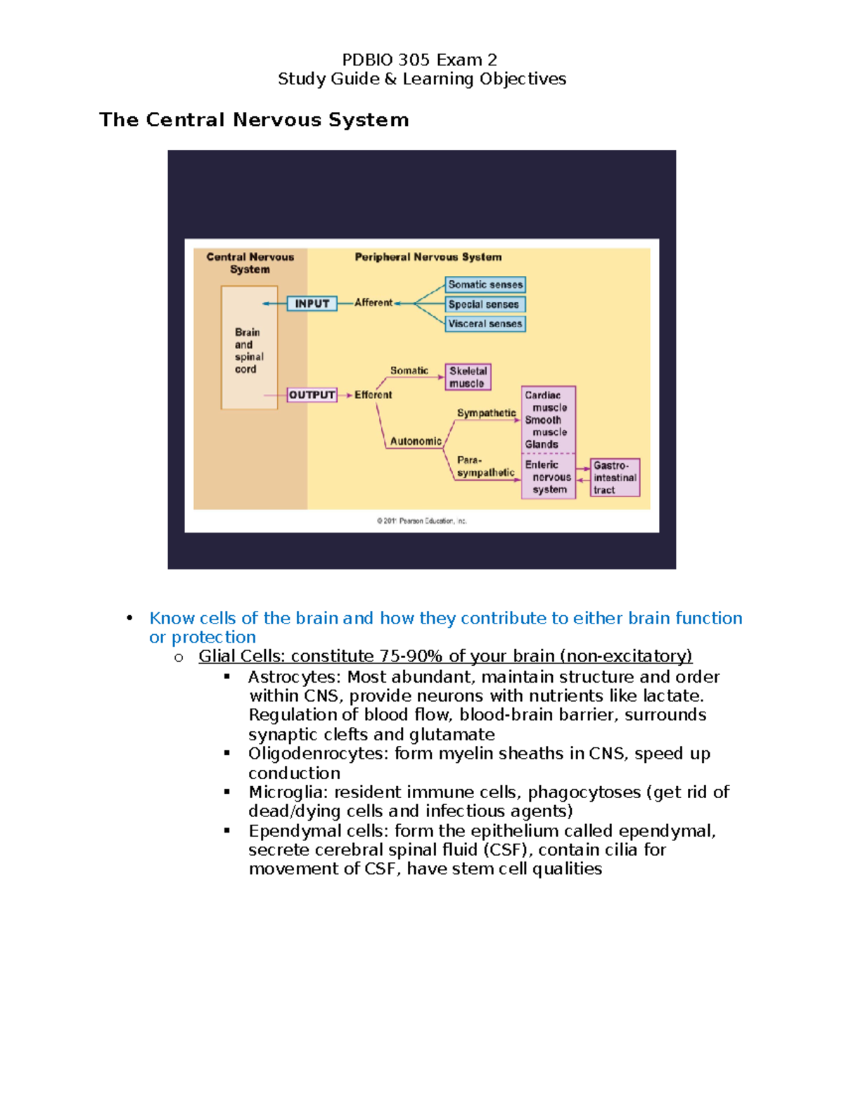 PDBIO 305 Exam 2 SG - Summary Human Physiology - Study Guide & Learning ...