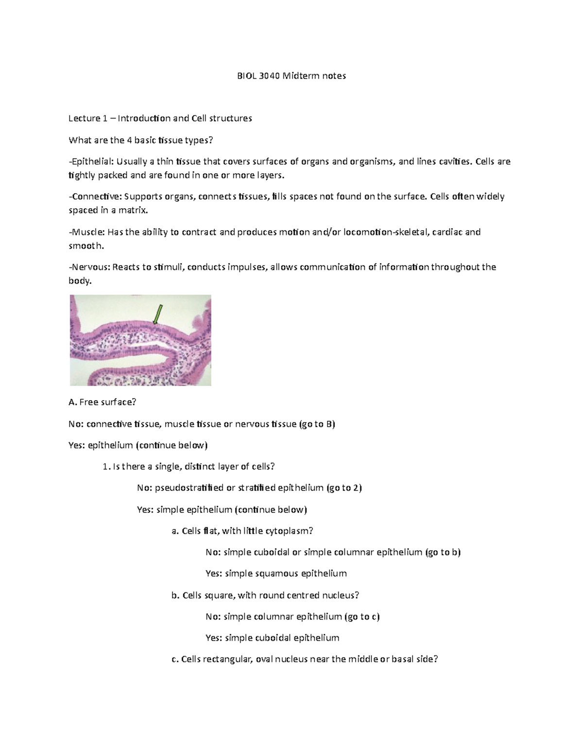 BIOL 3040 Midterm Study Notes: Cell, Tissue & Blood Overview - Studocu
