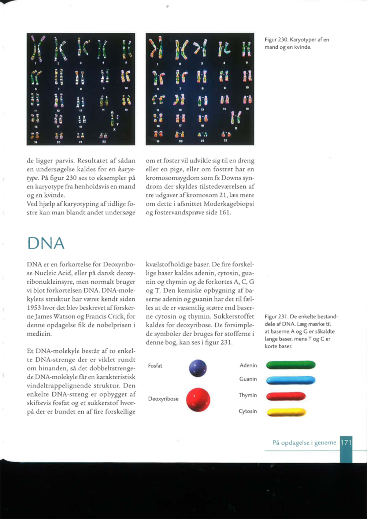 Teori om DNA, PCR og Gelelektroforese (Kursus 6) - Studocu