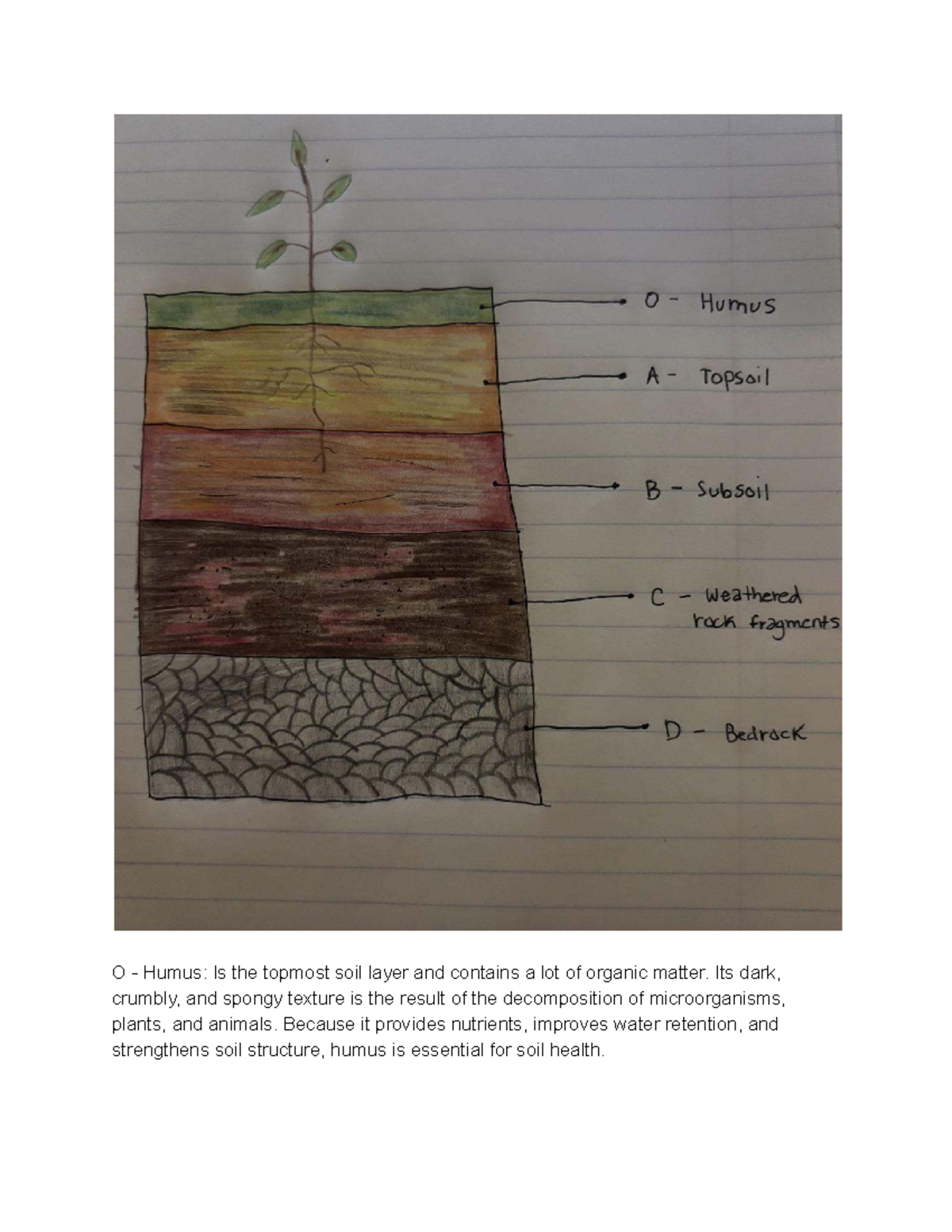 Meteorology: Understanding Humus and Its Role in Soil Health - Studocu