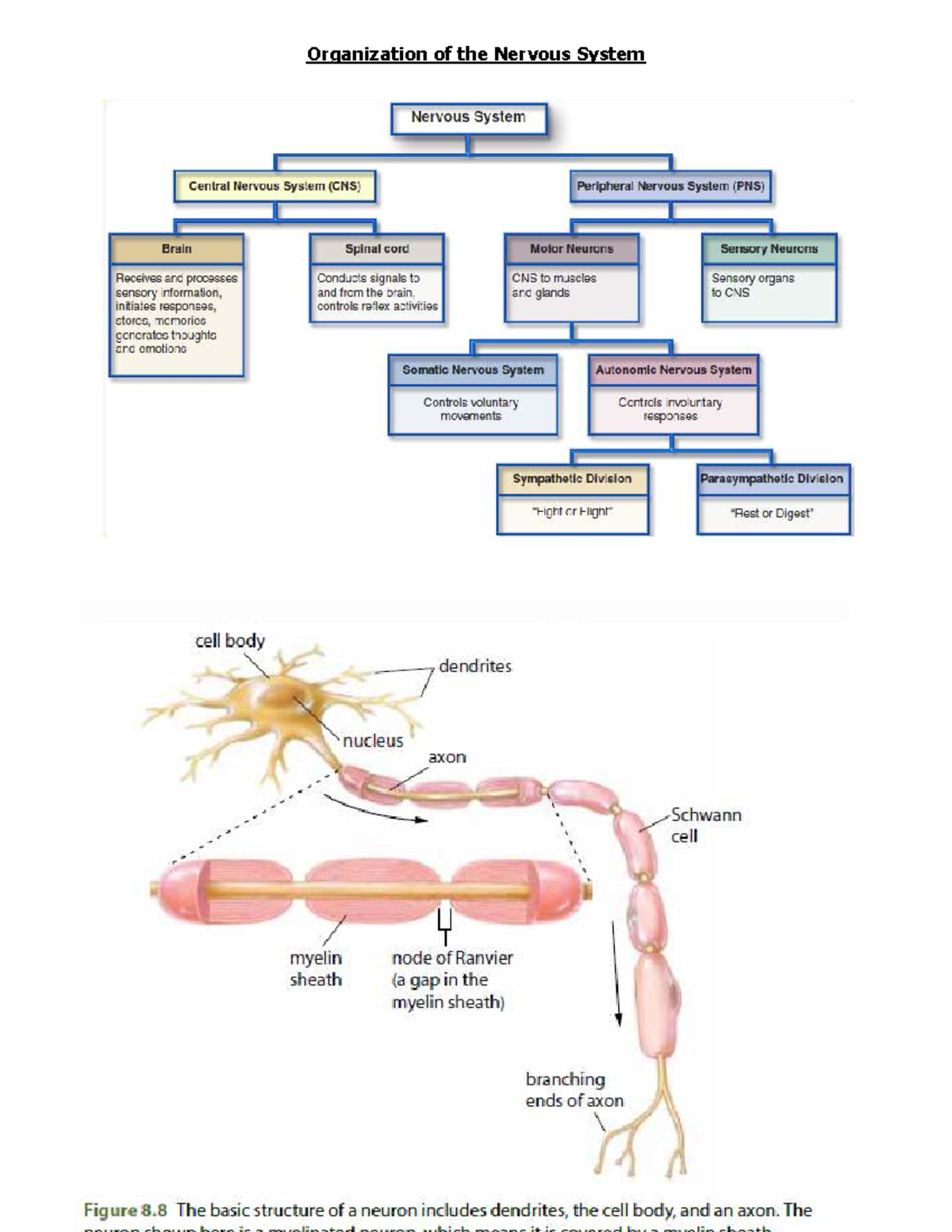 Organization of the Nervous System - HLTHAGE 1CC3 - Studocu