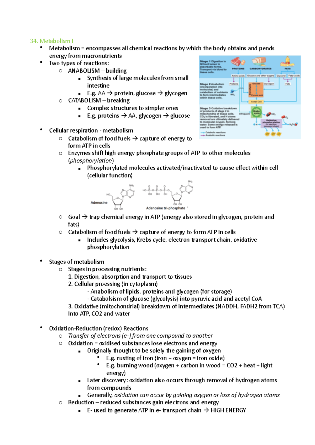 34 Metabolism I - High Distinction Notes on Energy Processes - Studocu