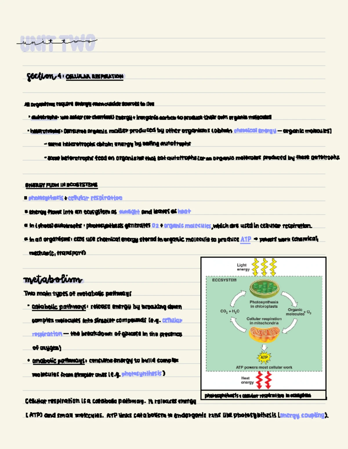 Lab 6 - Investigating Leaf Structure and Photosynthesis Mechanisms ...
