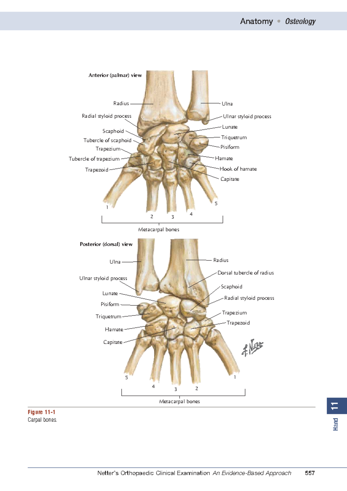 Netter's Orthopaedic Clinical Examination: Anatomy of the Wrist and ...