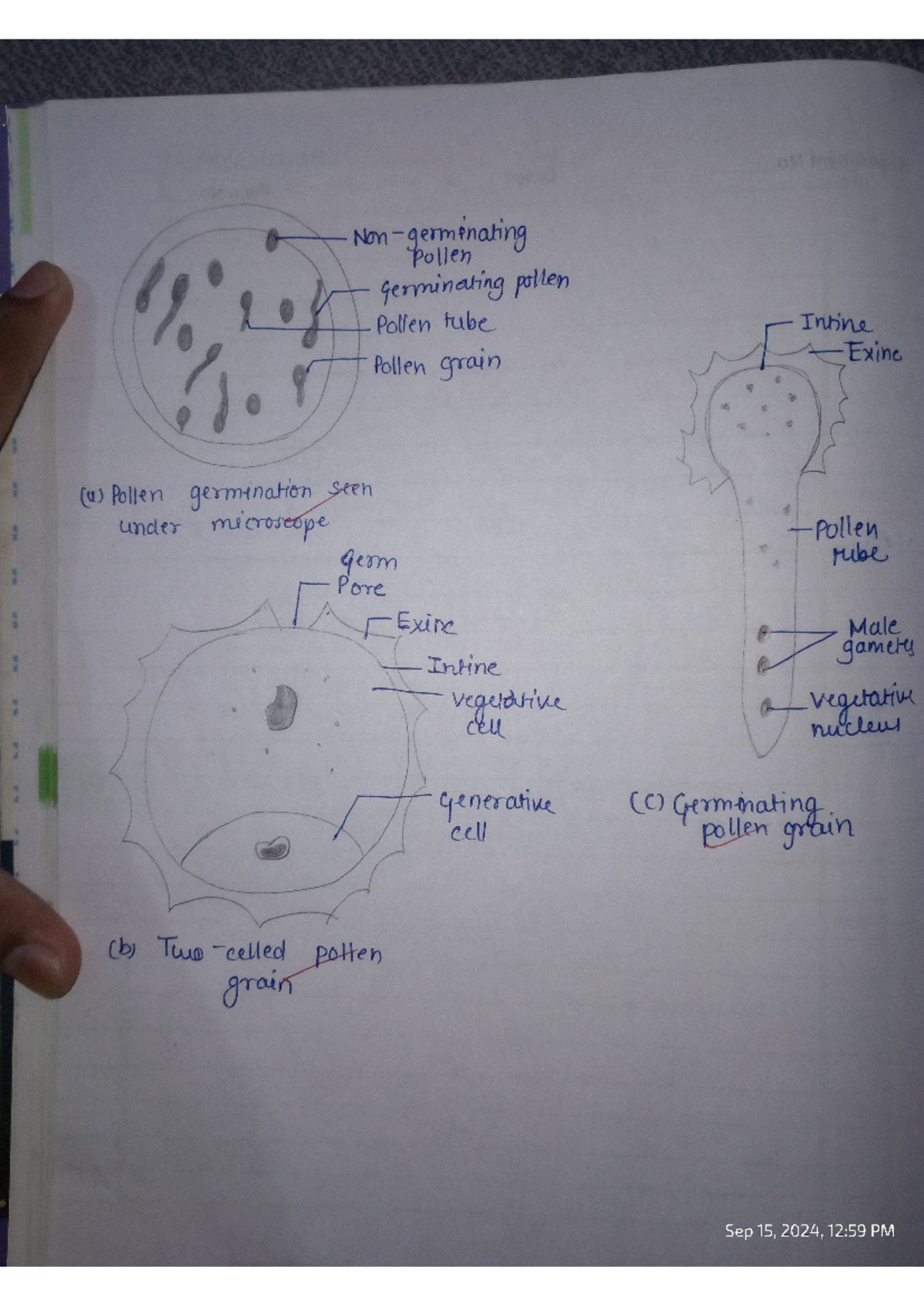 Image to PDF 20240915 13 - pollen germinating pollen Pollen tube Intine ...