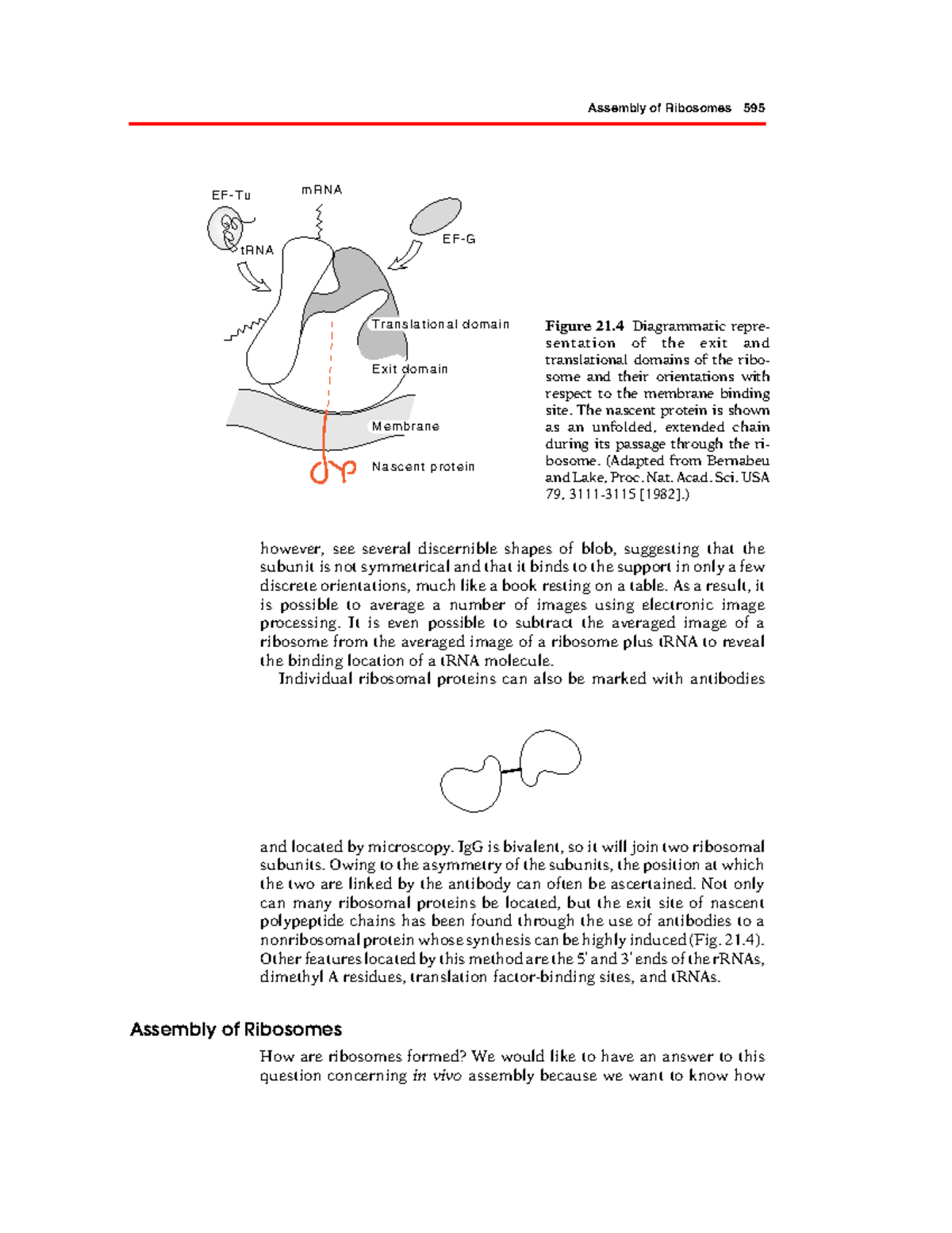 Assembly of Ribosomes in Genetics and Molecular Biology - Part 306 ...