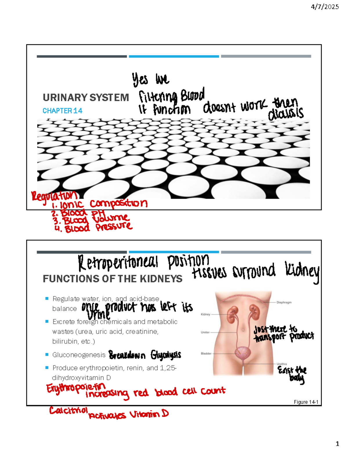 Urinary System Overview: Functions, Structures & Processes (BIO 101 ...