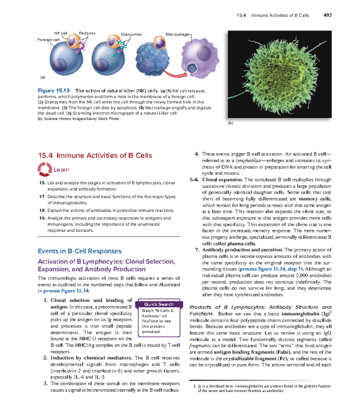 B Cell Activation and Antibody Production: Immune Response Insights ...