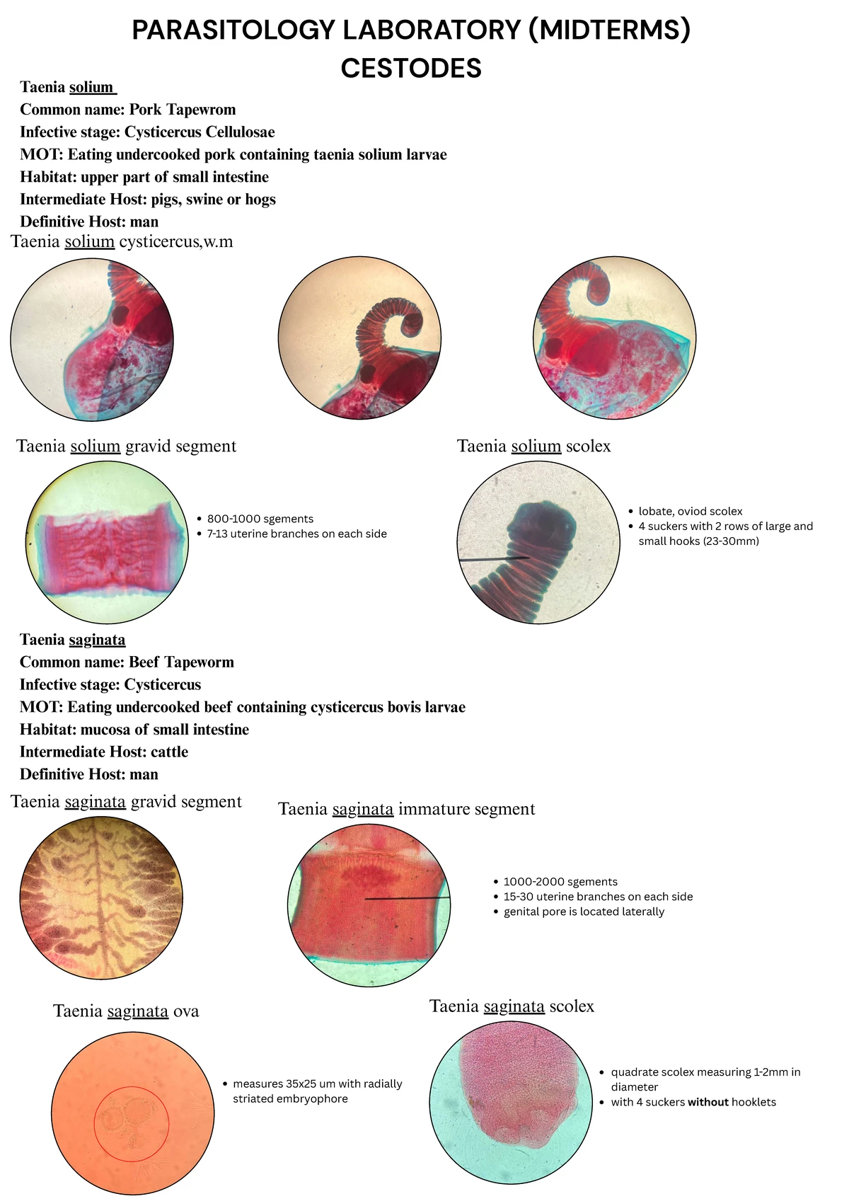 PARASITOLOGY LAB (MIDTERM) NOTES ON CESTODES - Studocu