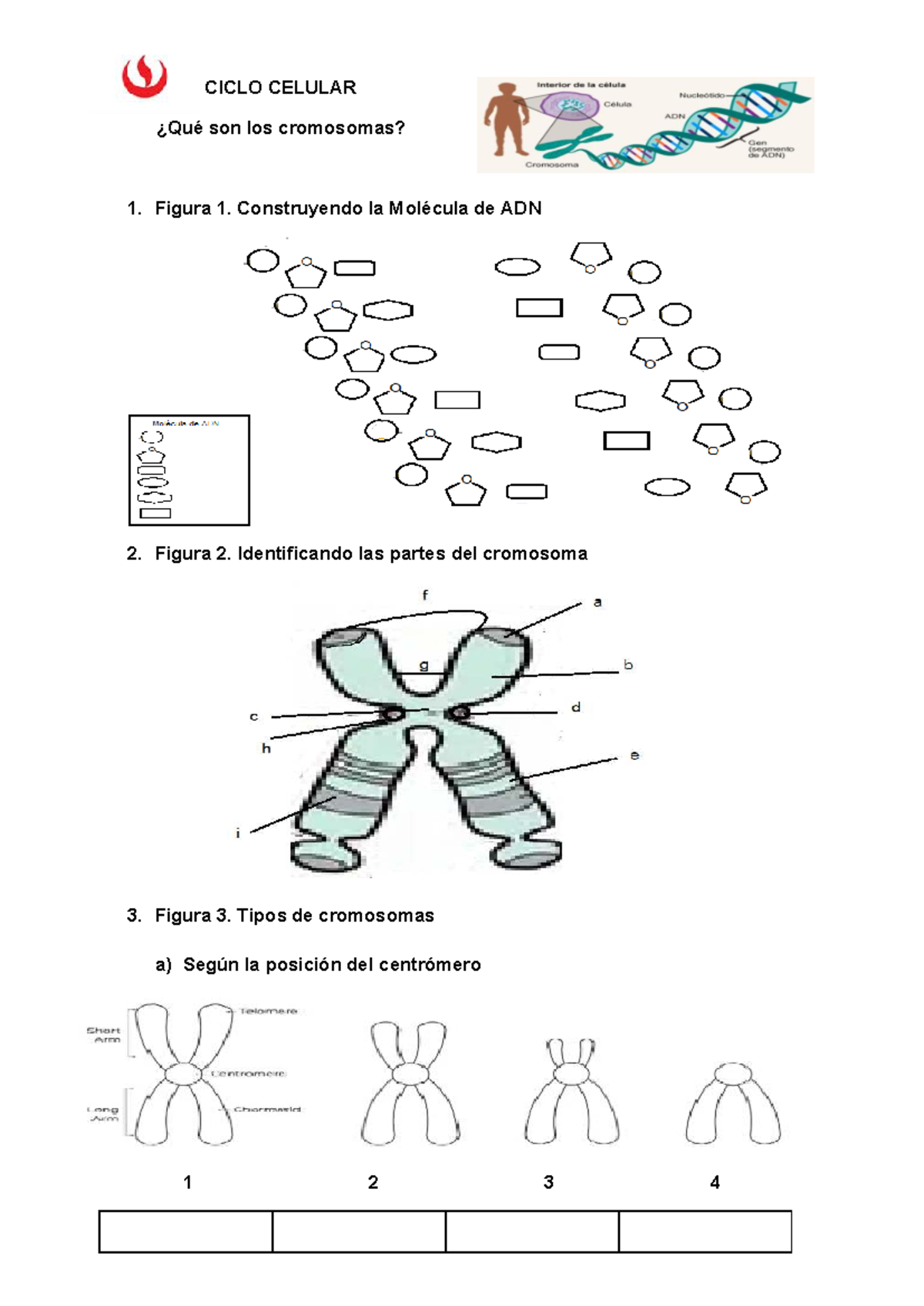 Supresión Del Cromosoma Cambio Estructura Los Cromosomas Mutación Genética  Parte Vector de stock #539611210 de ©edesignua, image size:1200x1696