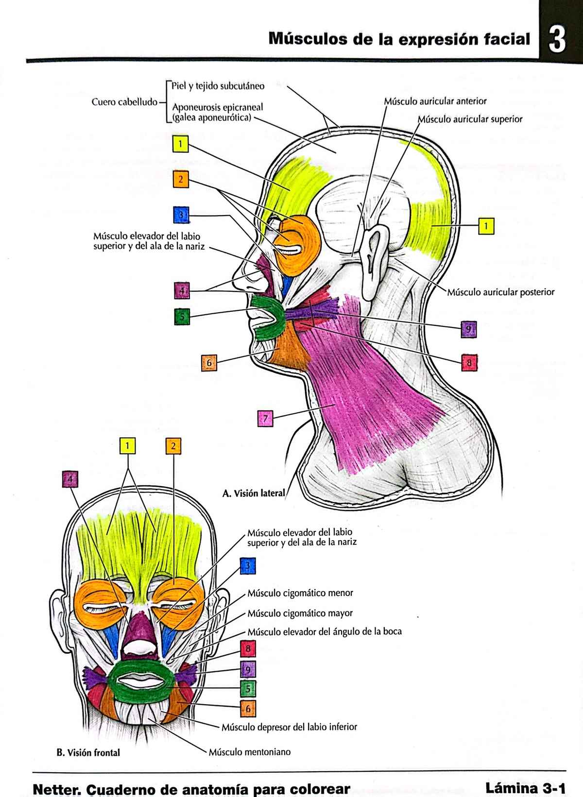 Sistema ÓSEO-Infografía - Anatomía - 02/10/2 4 Docente: AGUILAR SALAS ...