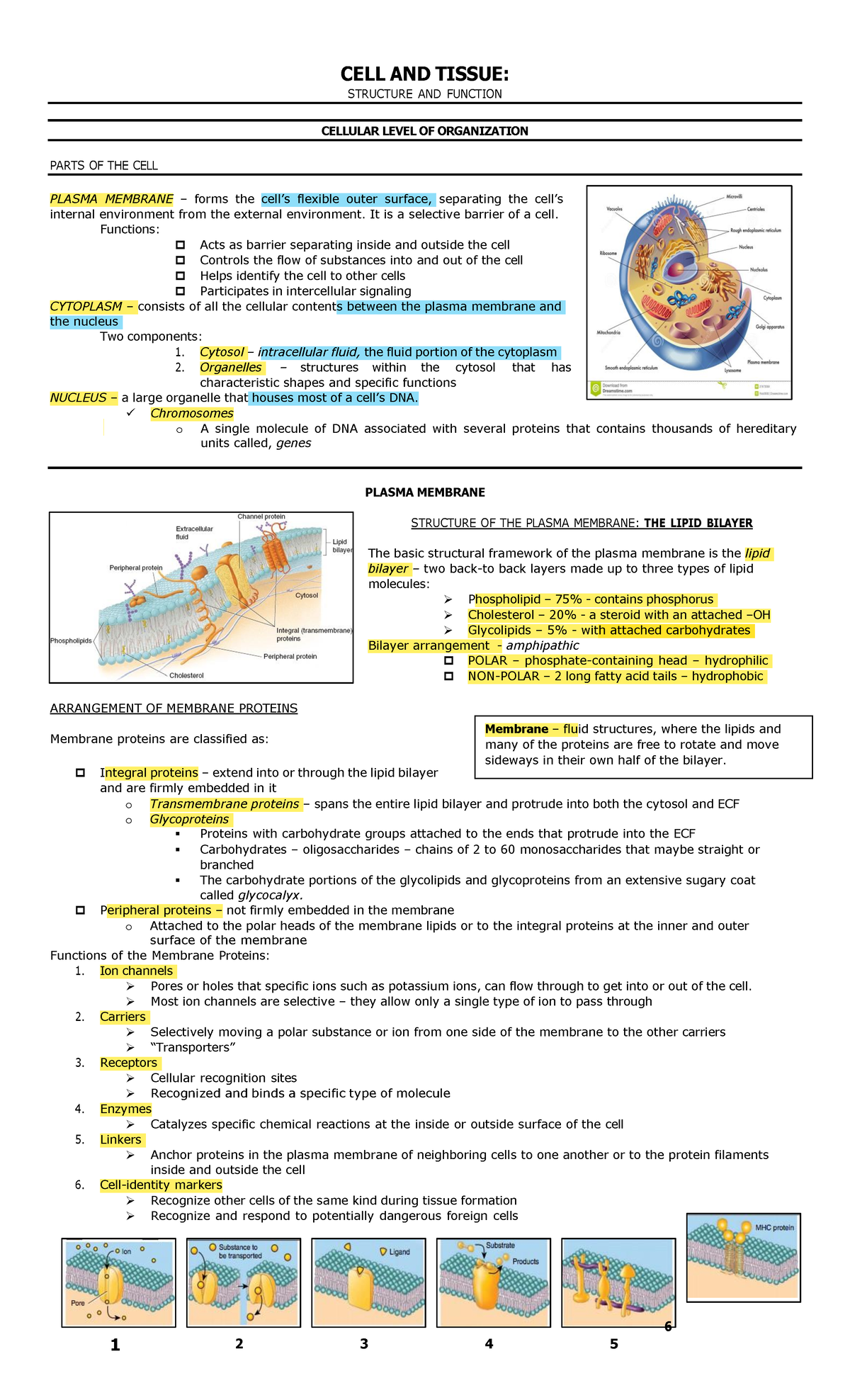 CELL AND TISSUE STRUCTURE AND FUNCTION NOTES (BIO 101) - Studocu