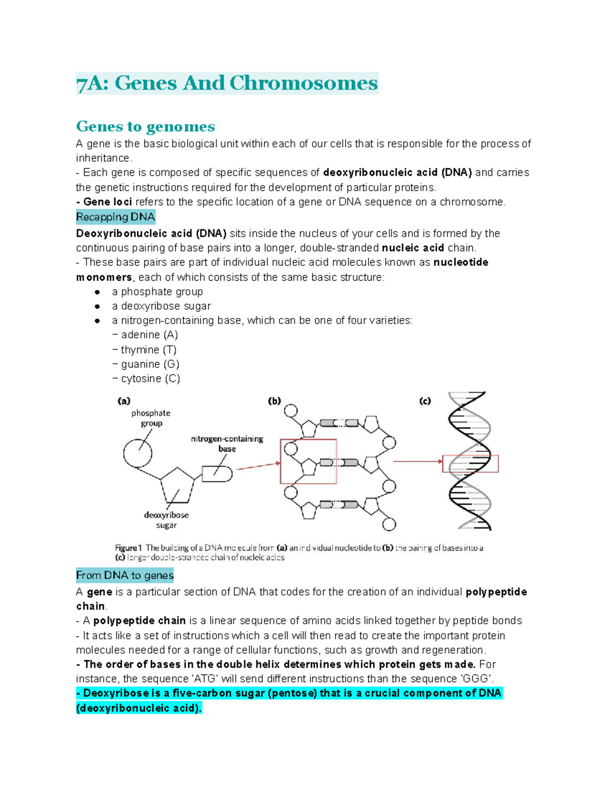 Bio Ch#7 Genetics: Genes, Chromosomes, and Meiosis Notes - Studocu