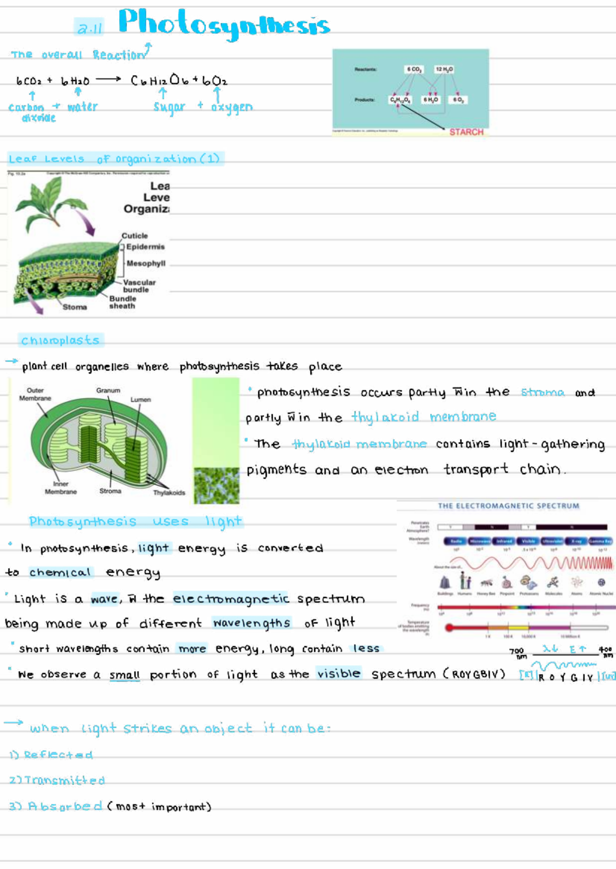 2.11 Photosynthesis: Midterm Exam Prep Guide for Biology 101 - Studocu