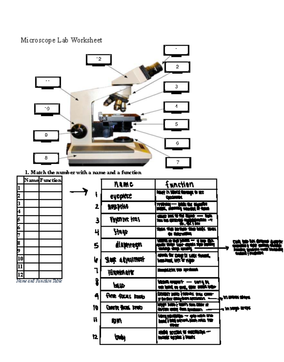 Microscope Lab Worksheet 2026: Functions & Structures Explained - Studocu