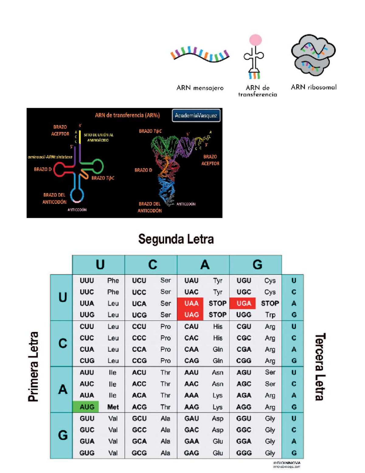 ARN y sus Tipos: ARN Mensajero, Ribosomal y de Transferencia (BRAZO ...
