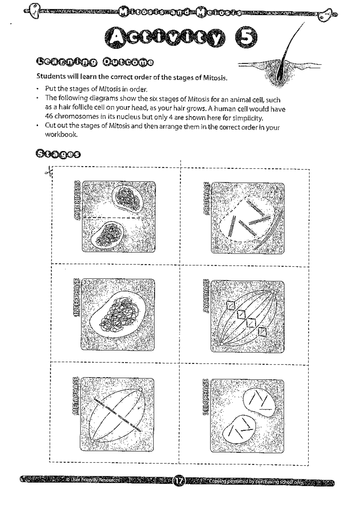 Mitosis and Meiosis Study Notes for Biology 101 - Studocu