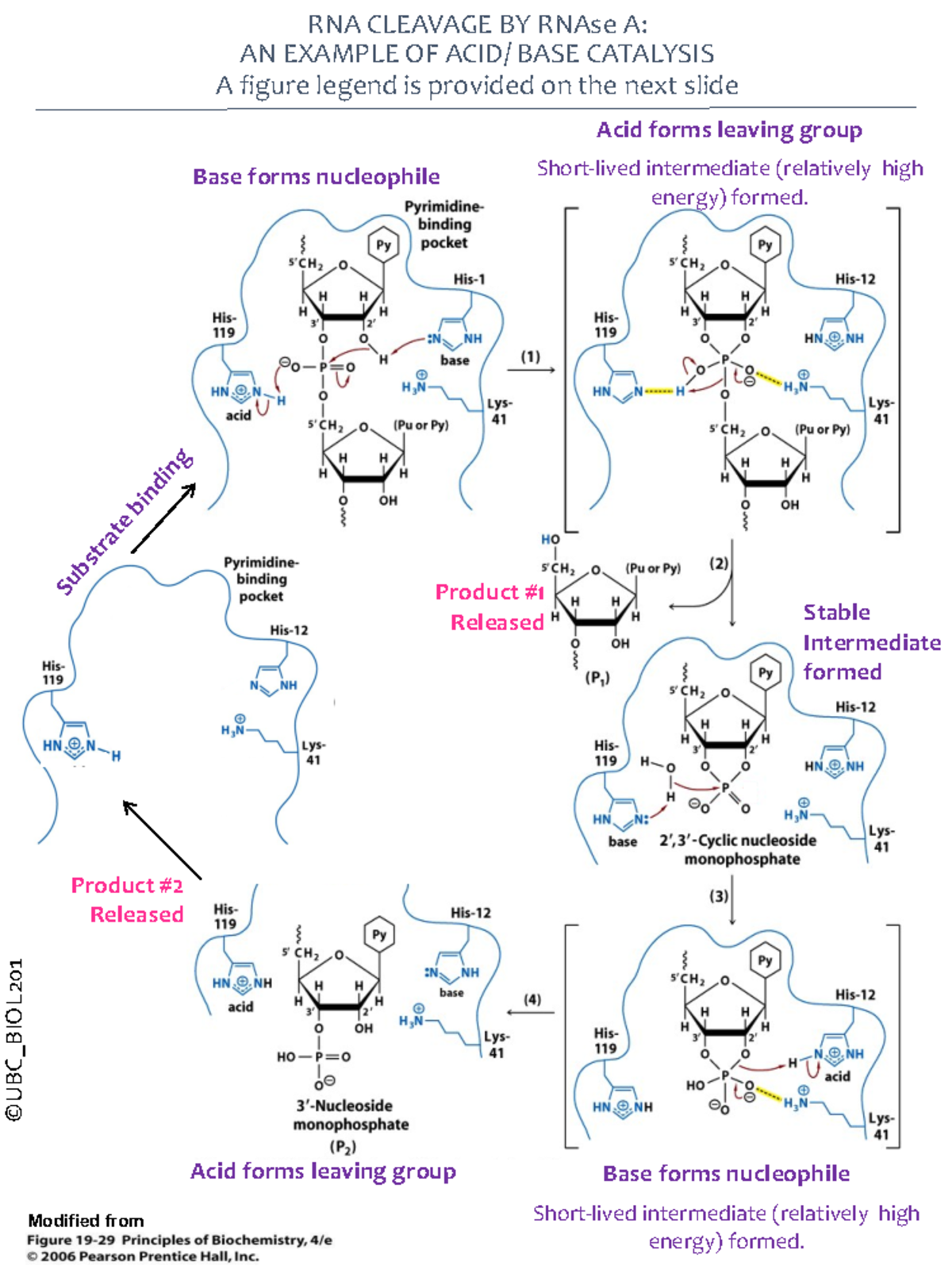 RNAse A Enzyme Mechanism: Acid/Base Catalysis Example (Feb2021) - Studocu