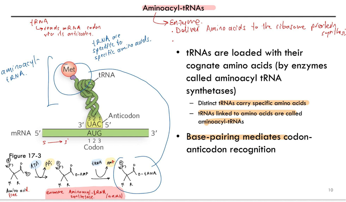 TRNA and mRNA Codon Interaction in Protein Synthesis - Studocu