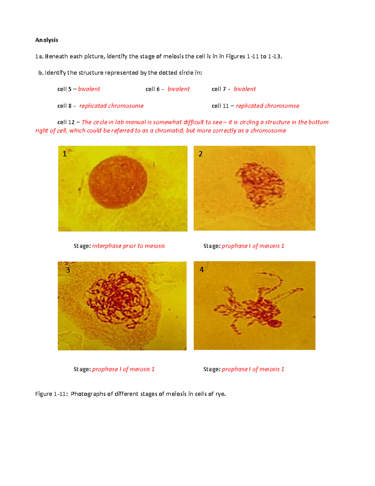 Meiosis Project Analysis: Stages and Structures in Rye Cells - Studocu