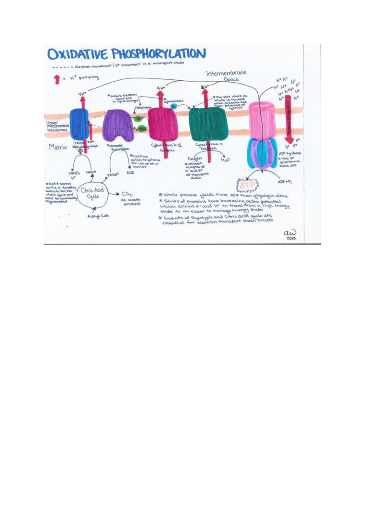 Oxidative Phosphorylation: Electron Transport Chain Overview (BIO 1001 ...