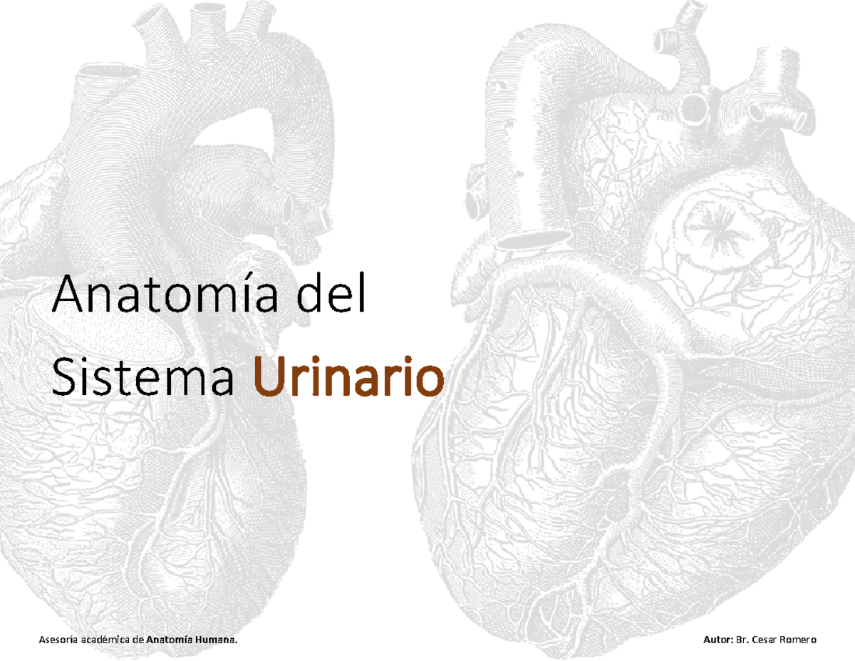 Anatomía del Sistema Urinario: Guía de Estudio Completa - Document Preview
