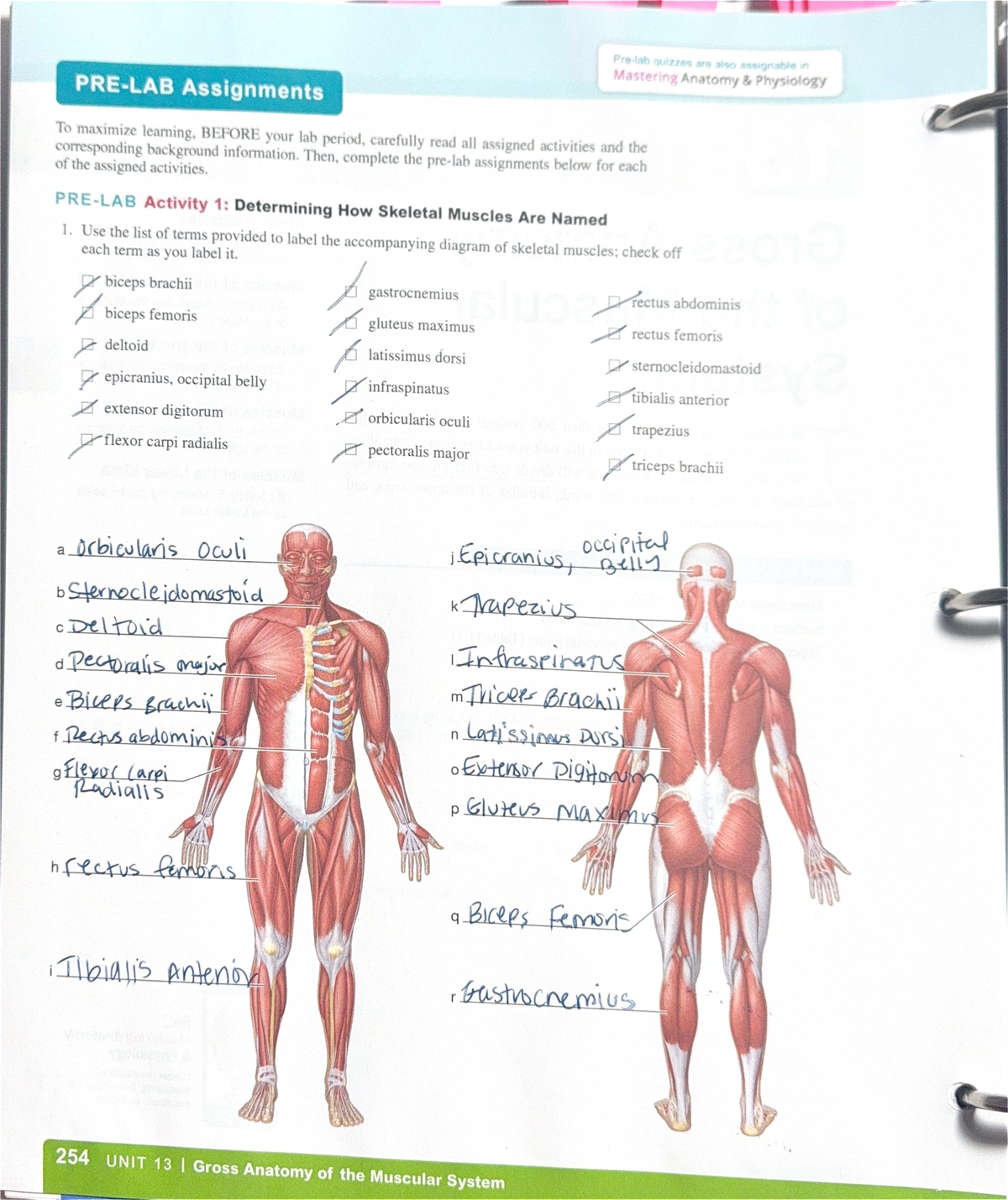 Lab #8 - Mastering Anatomy & Physiology Muscle Quizzes - Studocu