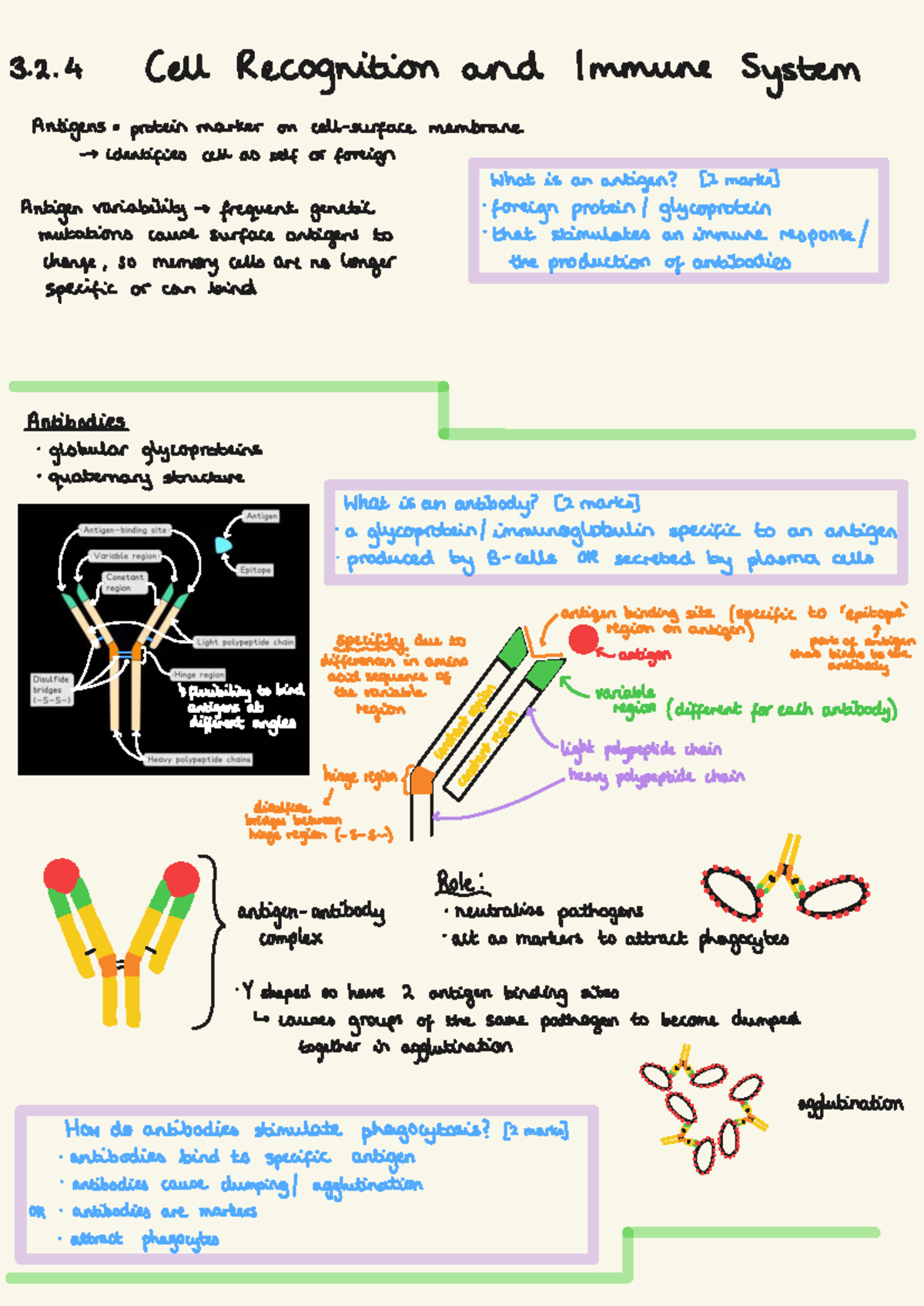 AQA A Level Biology - Immune Response Overview and Key Concepts - Studocu