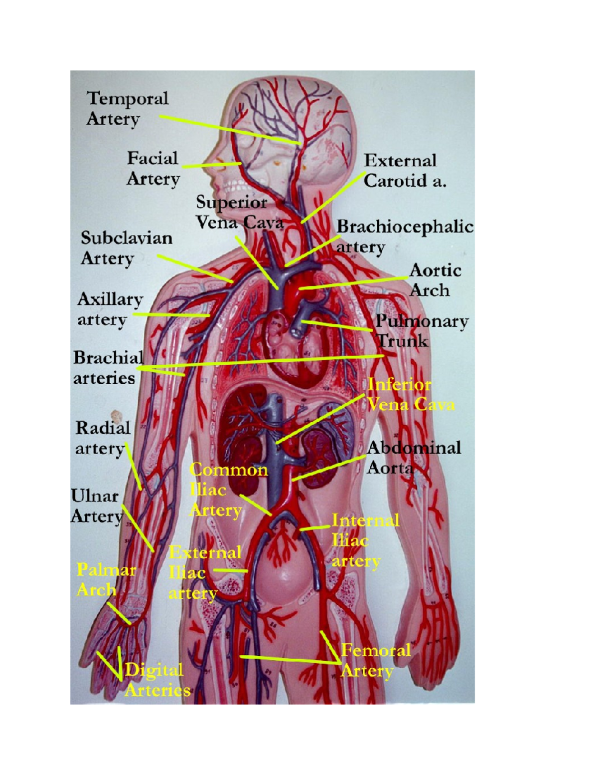 Blood Vessels Model Labeled Anatomy
