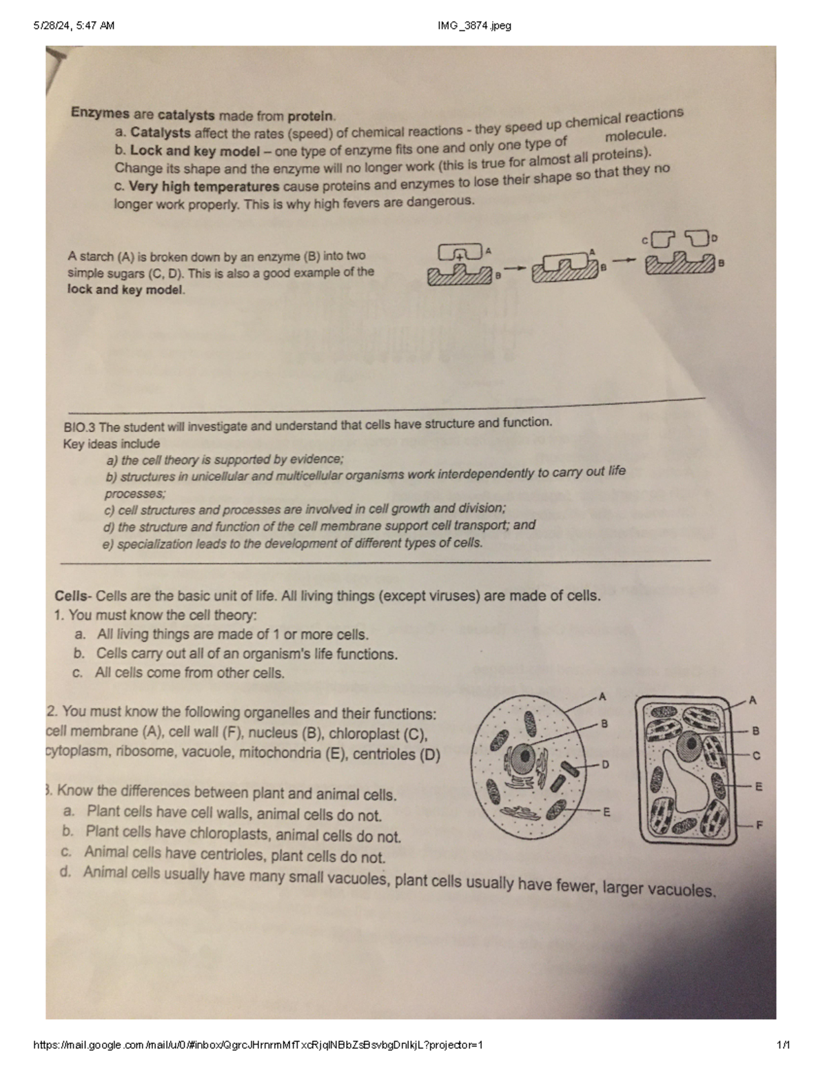 BIO 101: Enzymes and Cell Theory Overview Notes - Studocu