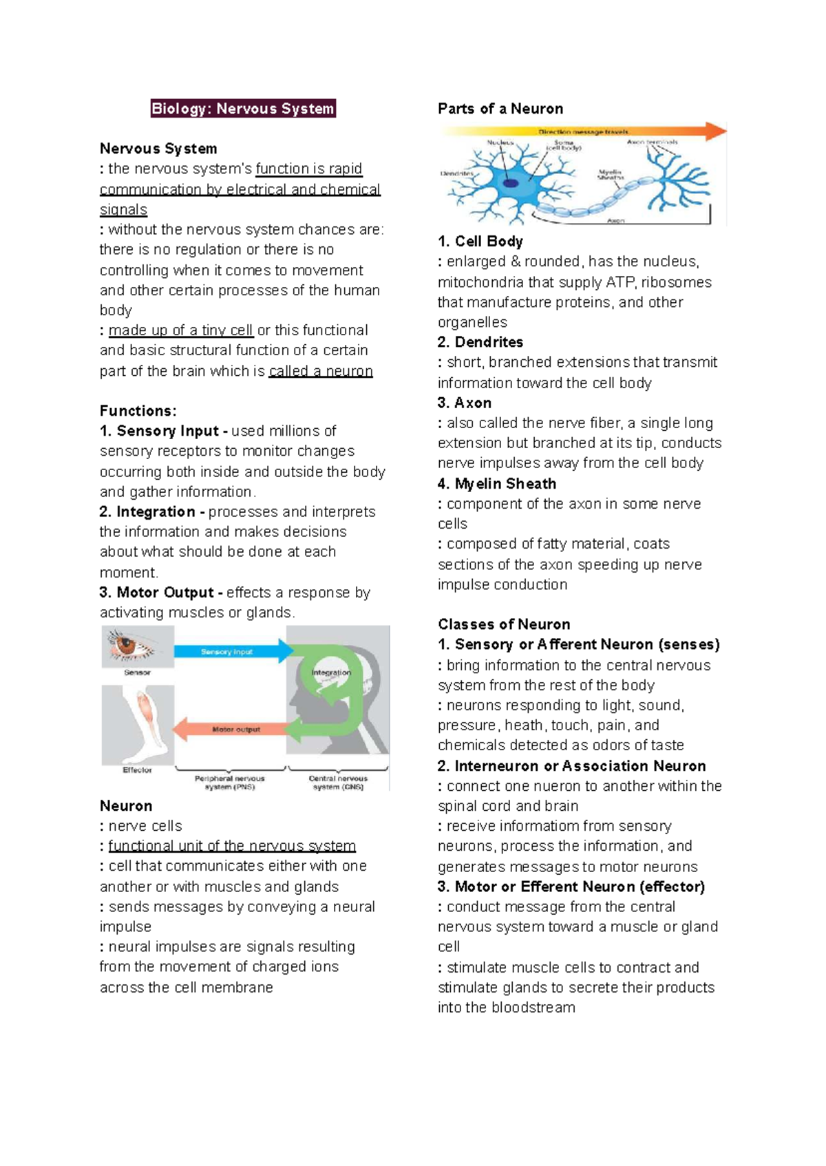 Biology: Nervous System Overview and Functions - Studocu