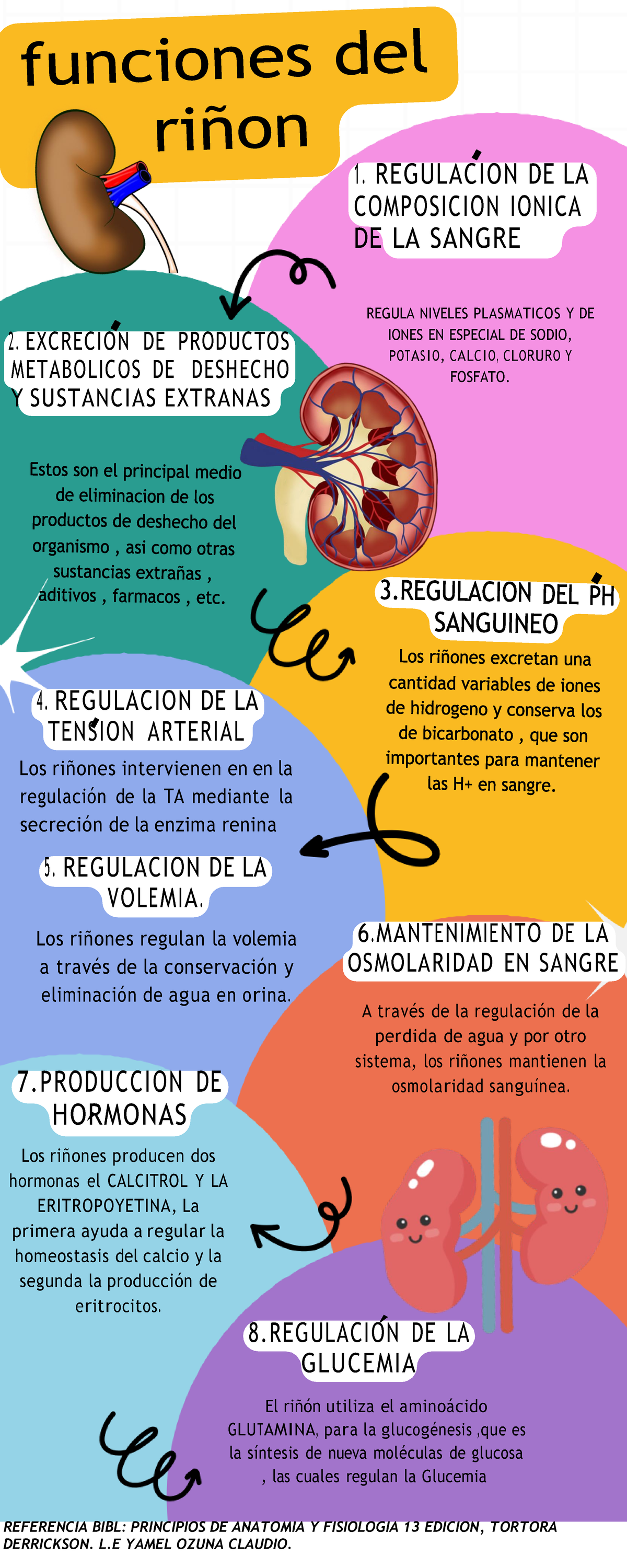 Infografía sobre Nefrología: Regulación y Funciones Renales - Studocu