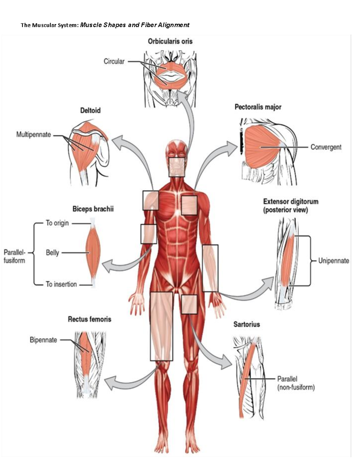 A&P Final Lab Practical: Muscular System & Brain Anatomy - Studocu