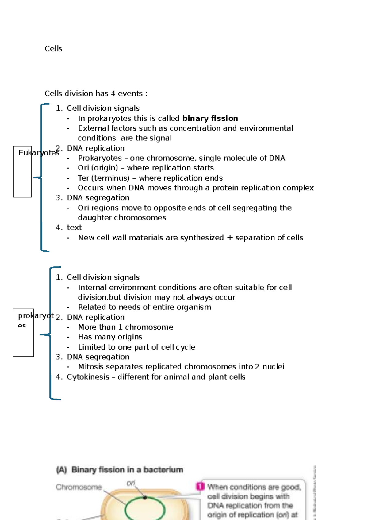 Unit 4: Cell Cycle and Division Overview - Key Events and Regulation ...