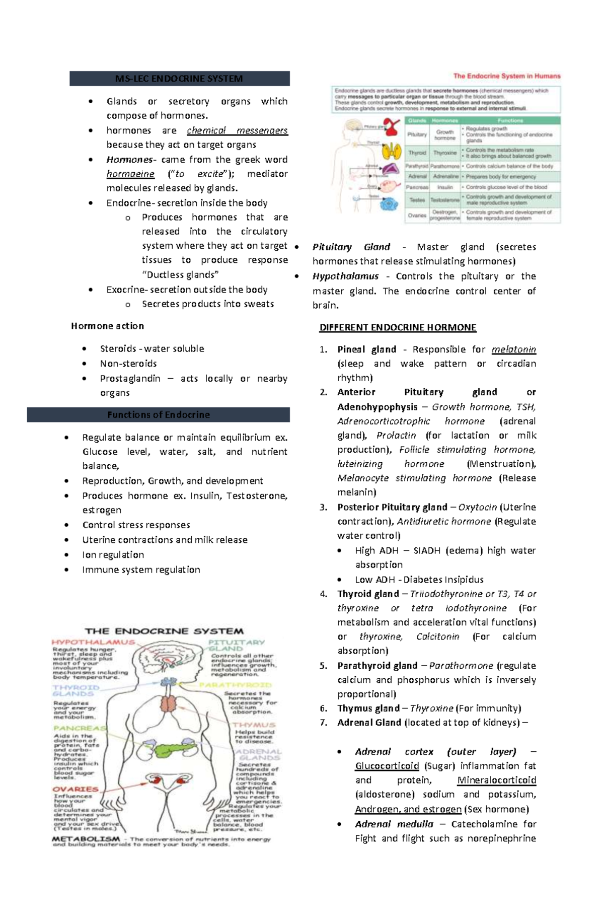 MS LEC Endocrine System: Comprehensive Overview of Hormones and Glands ...