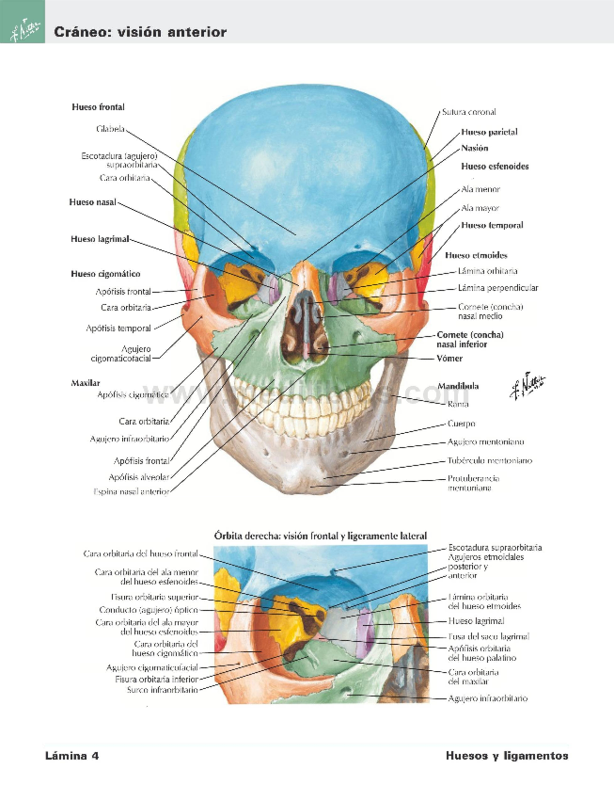 Anatomía Del Cráneo Etiquetado