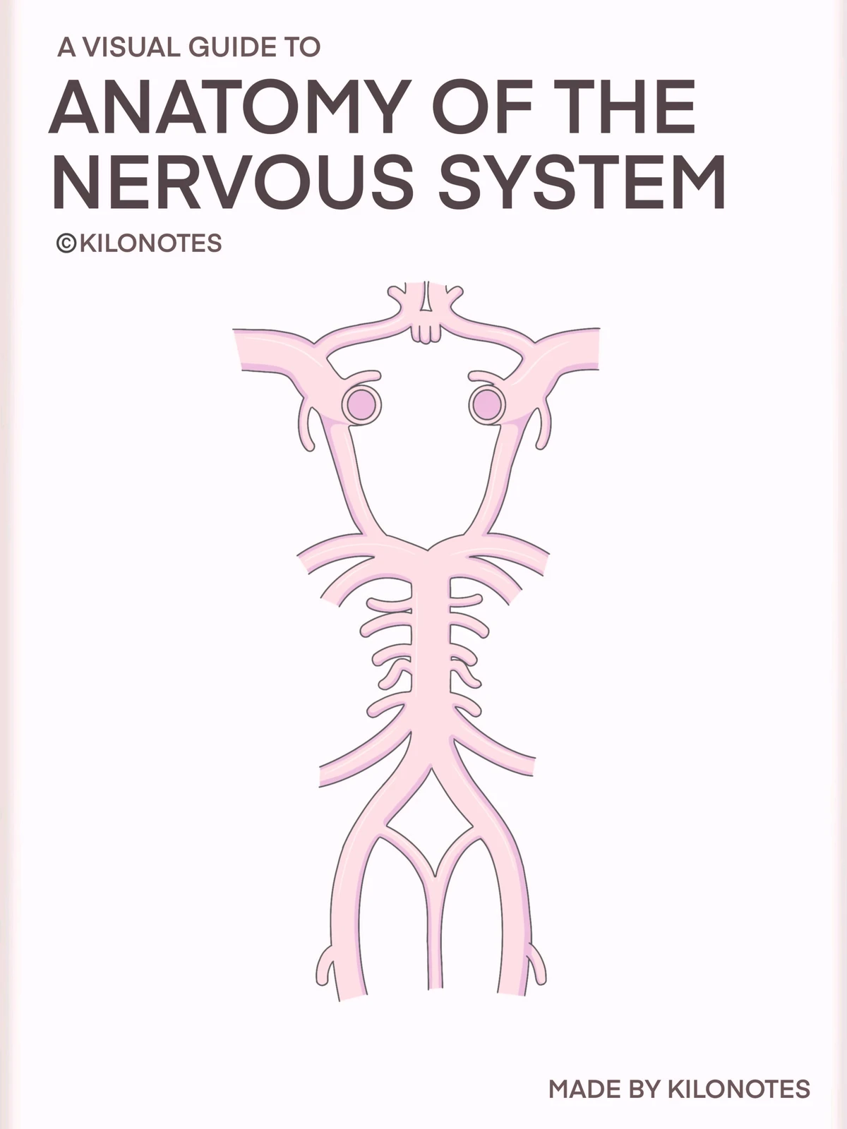 Nervous System Notes (CNS & PNS) - Comprehensive Visual Guide - Studocu