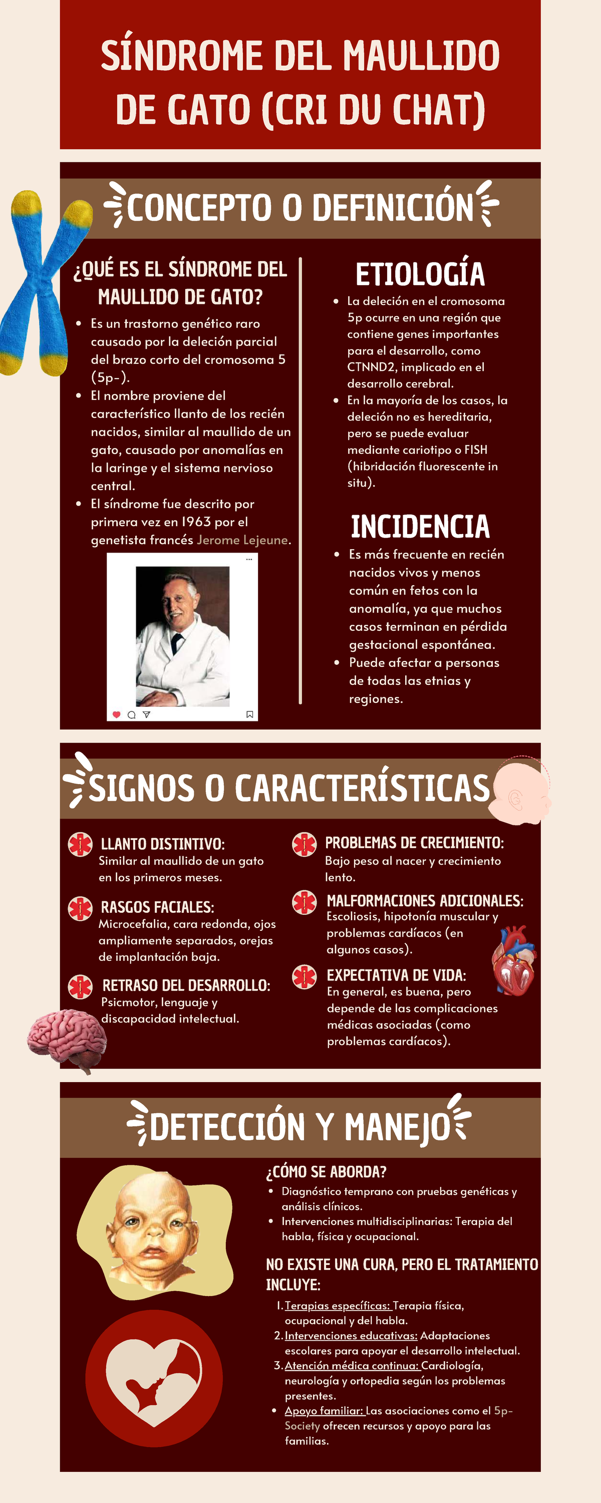 Infografía sobre el Síndrome del Maullido de Gato (Cri du Chat) - Studocu