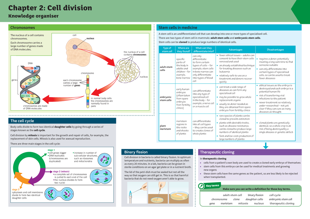 Chapter 2: Cell Division and Stem Cell Applications (Biology 101 ...