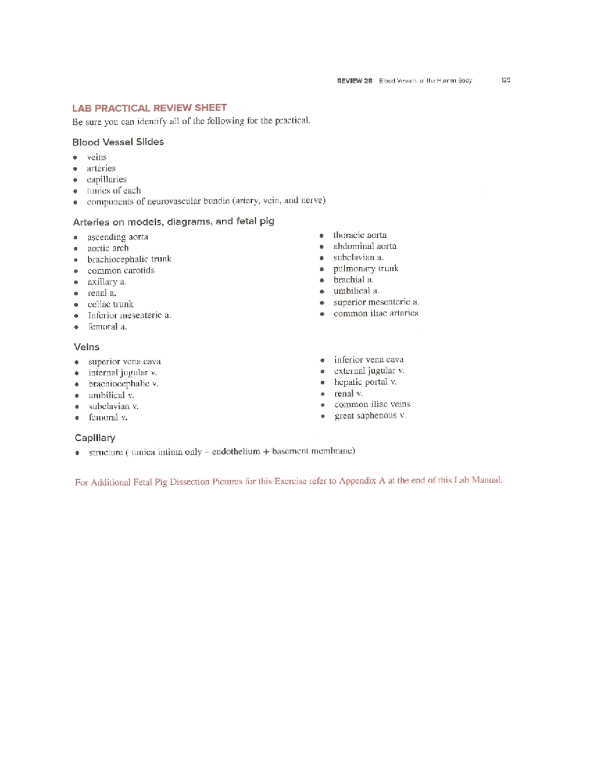 REVIEW 28 Blood Vessels of the Human Body: LAB PRACTICAL GUIDE - Studocu