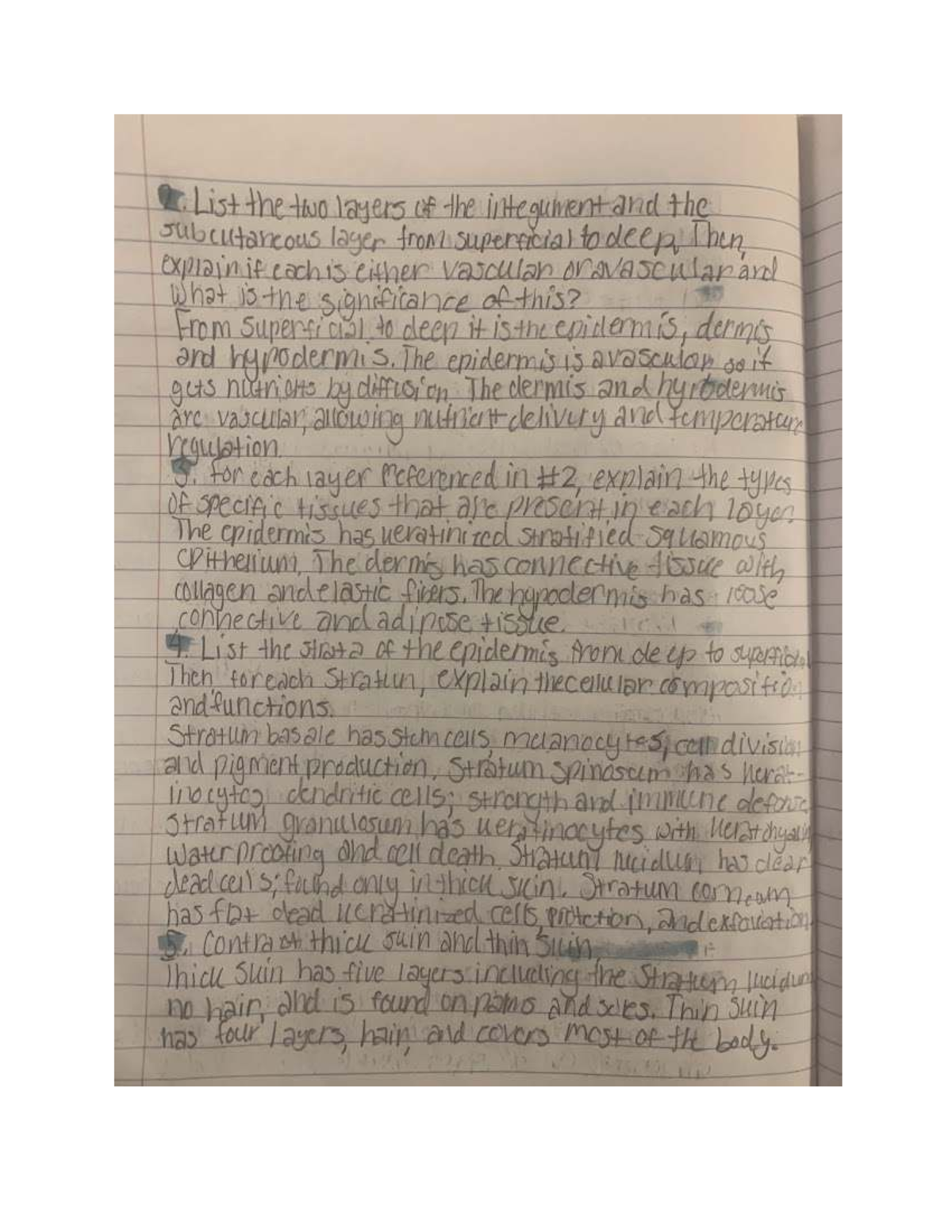 Chapter 6 Lecture Notes: Integumentary System Overview and Key Concepts ...