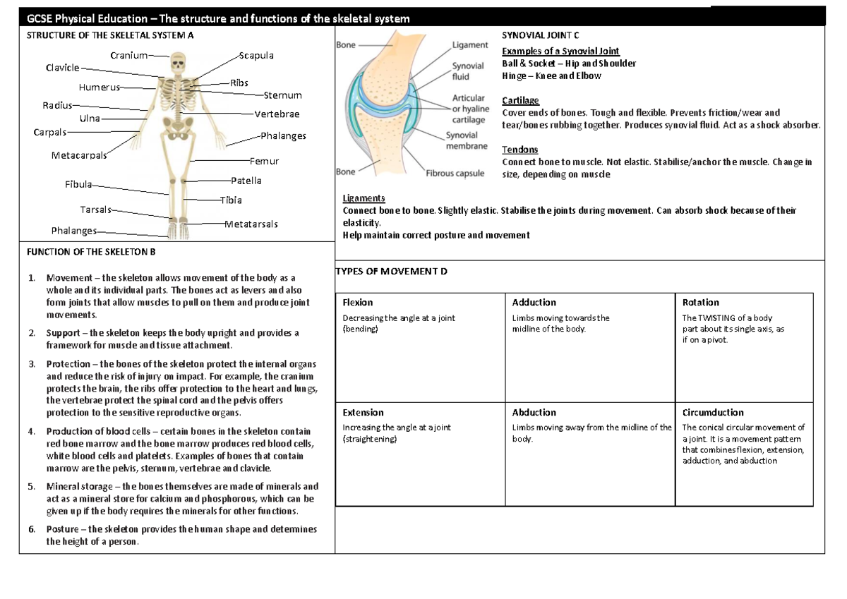 GCSE PE: Structure & Functions of the Skeletal System - KO - Studocu