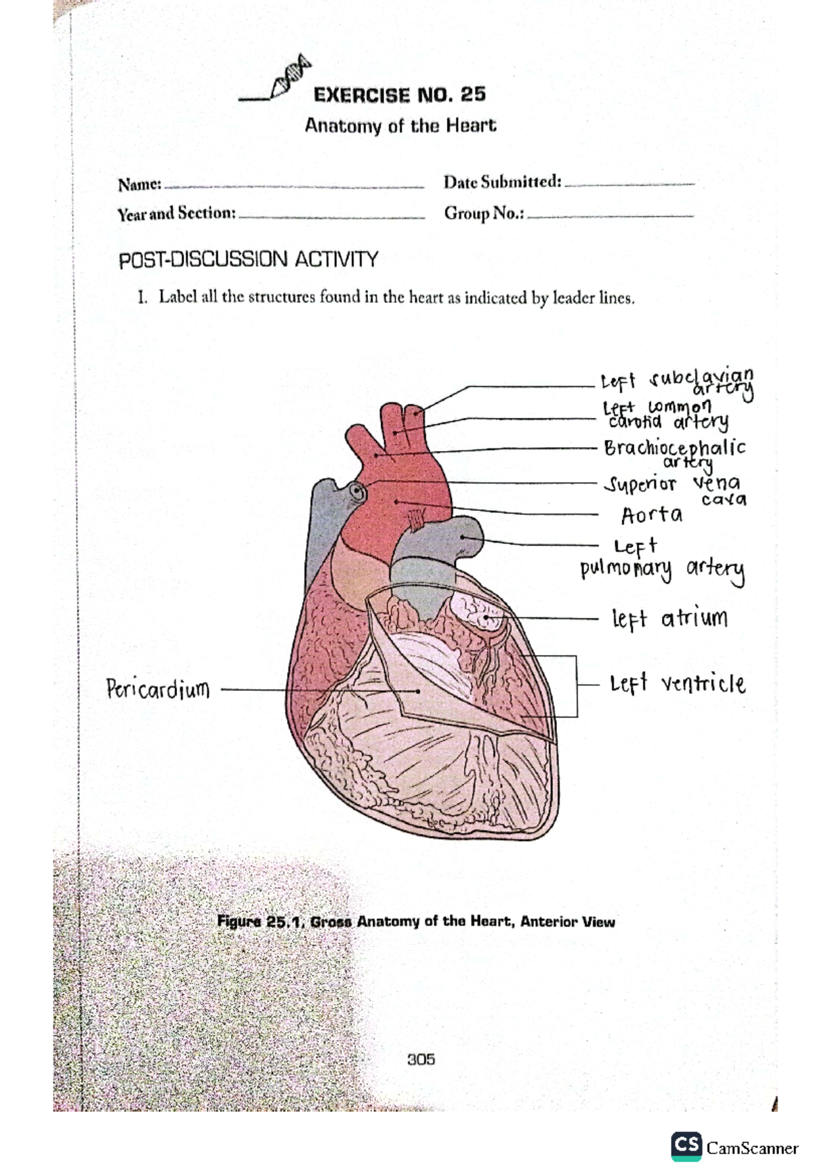 Exercise No. 25: Heart Anatomy & Circulatory Pathways (LAB Manual ...