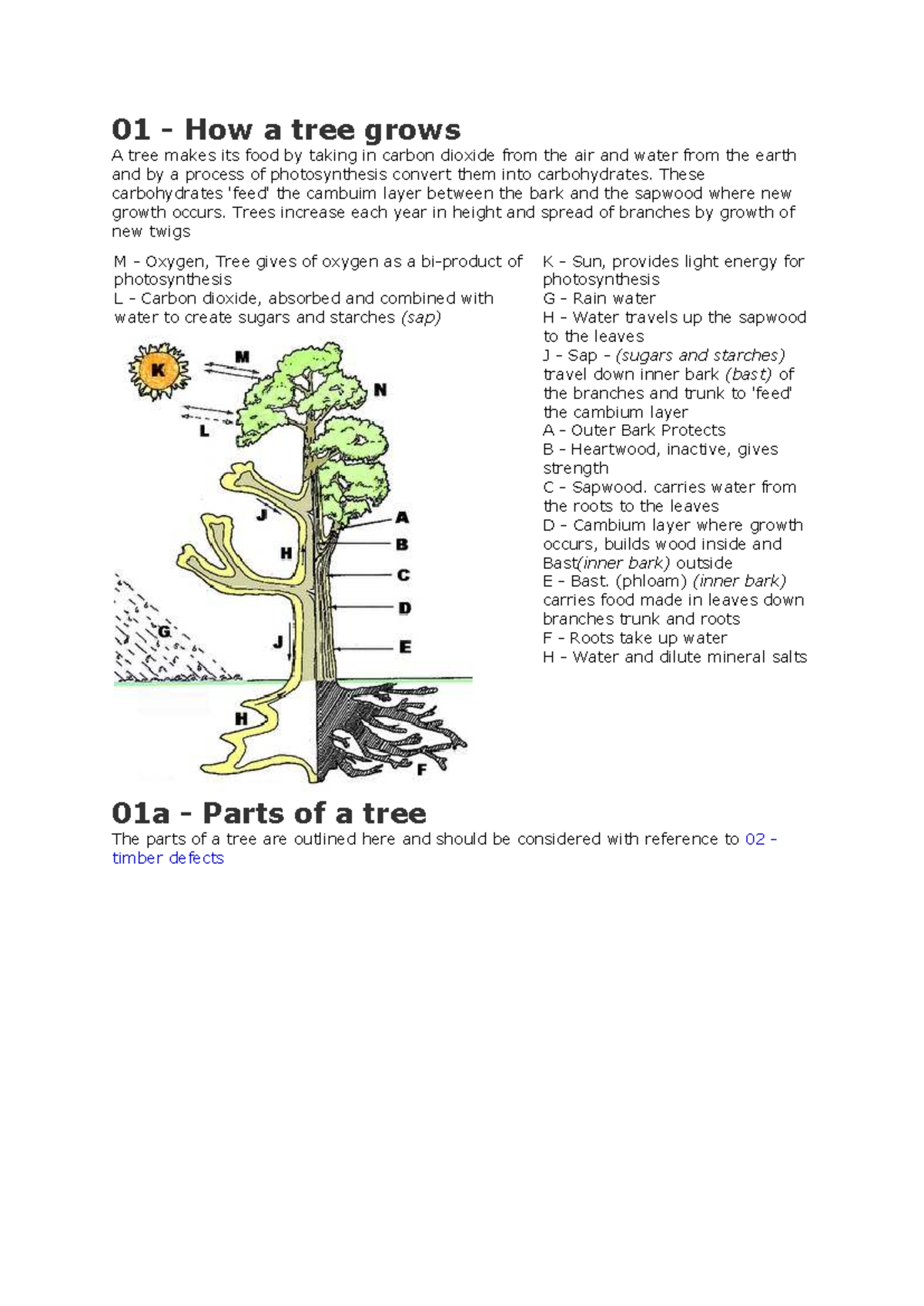 01 How a Tree Grows: Photosynthesis and Timber Defects - Studocu